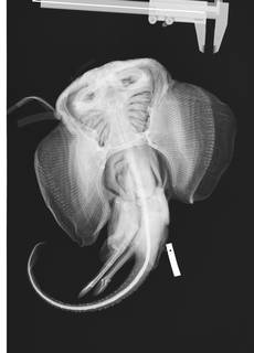 To NMNH Extant Collection (Psammobatis scobina USNM 228152 radiograph)