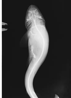 To NMNH Extant Collection (Halaelurus buergeri USNM 263408 radiograph)
