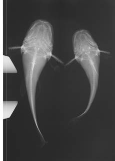 To NMNH Extant Collection (Pseudopimelodus USNM 270021 radiograph dorsal view)