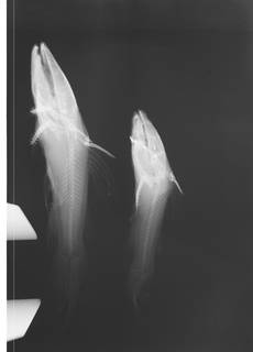 To NMNH Extant Collection (Pseudopimelodus USNM 270021 radiograph lateral view)