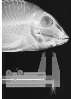 To NMNH Extant Collection (Lethrinus mahsena USNM 304287 radiograph head)