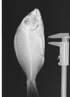 To NMNH Extant Collection (Lethrinus mahsena USNM 304287 radiograph lateral view)