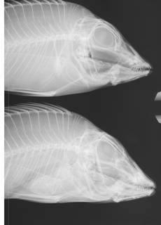 To NMNH Extant Collection (Lethrinus miniatus USNM 304296 radiograph heads)