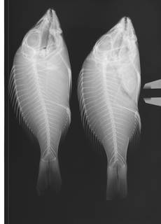 To NMNH Extant Collection (Lethrinus miniatus USNM 304296 radiograph lateral view)