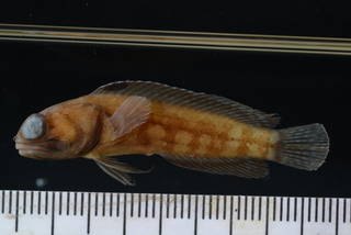 To NMNH Extant Collection (Opistognathus hursti USNM 320837 photograph lateral view)