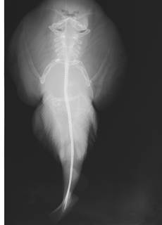 To NMNH Extant Collection (Diplobatis ommata USNM 321476 radiograph)