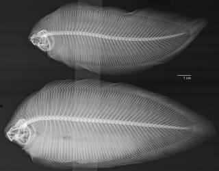 To NMNH Extant Collection (Phyllichthys USNM 327936 radiograph)