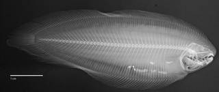 To NMNH Extant Collection (Phyllichthys sclerolepis USNM 327937 radiograph)