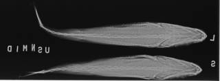 To NMNH Extant Collection (Lagocephalus lagocephalus USNM 333968 radiograph dorsal view)