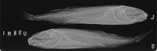 To NMNH Extant Collection (Lagocephalus lagocephalus USNM 333968 radiograph lateral view)