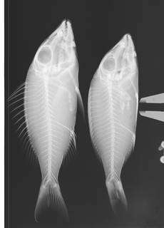 To NMNH Extant Collection (Lethrinus reticulatus USNM 340559 radiograph lateral view)