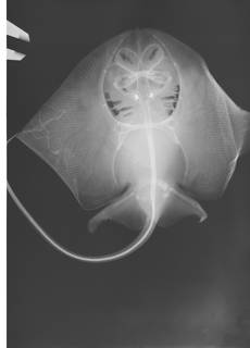 To NMNH Extant Collection (Gurgesiella furvescens USNM 362091 radiograph)