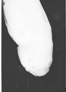 To NMNH Extant Collection (Hydrolagus affinis USNM 387795 radiograph lateral view)