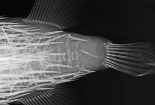 To NMNH Extant Collection (Diodon eydouxii USNM 394369 radiograph lateral view)
