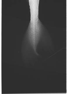 To NMNH Extant Collection (Squaliolus aliae USNM 399935 radiograph lateral view caudal tip)