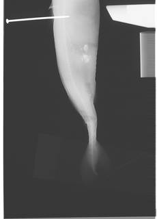 To NMNH Extant Collection (Squaliolus aliae USNM 399935 radiograph lateral view middle)