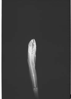 To NMNH Extant Collection (Psilotris boehlkei USNM 404966 radiograph)