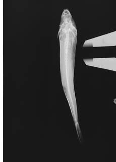 To NMNH Extant Collection (Parapercis atlantica USNM 405154 radiograph dorsal view)