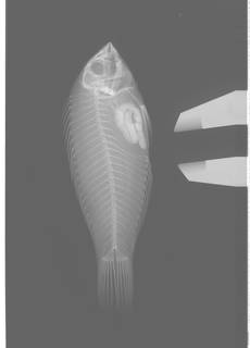 To NMNH Extant Collection (Macropharyngodon pakoko USNM 409153 Holotype radiograph)