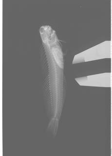 To NMNH Extant Collection (Blenniella USNM 409177 radiograph)