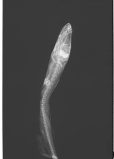 To NMNH Extant Collection (Psilotris USNM 411968 radiograph)