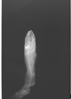 To NMNH Extant Collection (Varicus USNM 414031 radiograph)