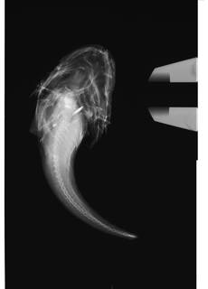 To NMNH Extant Collection (Malacocottus zonurus USNM 44643 Holotype radiograph dorsal view)