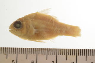 To NMNH Extant Collection (Apogon erythrinus USNM 50876 Type photograph)