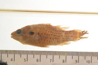 To NMNH Extant Collection (Apogonichthys isostigma USNM 51736 Holotype photograph)