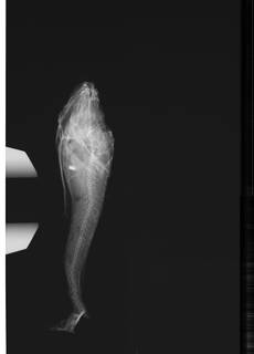 To NMNH Extant Collection (Malacocottus kincaidi USNM 53028 Type radiograph lateral view)