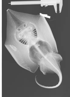 To NMNH Extant Collection (Sympterygia acuta USNM 53437 radiograph)