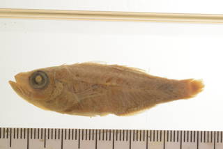 To NMNH Extant Collection (Apogonichthys mentalis USNM 55905 Type photograph)