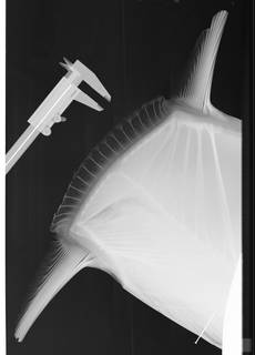 To NMNH Extant Collection (Ranzania makua USNM 75155 Type radiograph clavus)