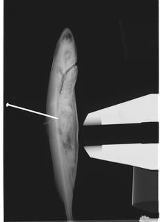 To NMNH Extant Collection (Squaliolus laticaudus USNM 76679 Paratype radiograph lateral view anterior)
