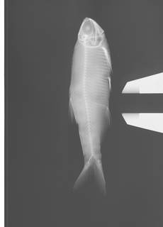 To NMNH Extant Collection (Anchovia brevirostra USNM 79578 Type radiograph)