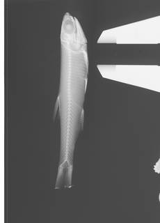 To NMNH Extant Collection (Anchovia elongata USNM 81768 Type radiograph)