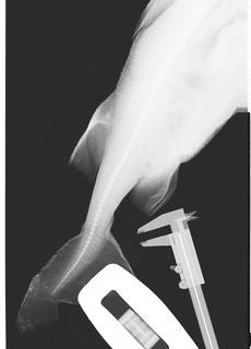 To NMNH Extant Collection (Oxynotus bruniensis USNM 84369 radiograph caudal)