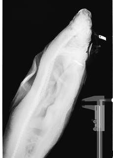To NMNH Extant Collection (Oxynotus bruniensis USNM 84369 radiograph lateral view anterior)