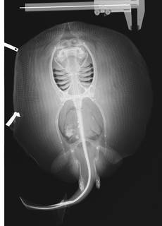 To NMNH Extant Collection (Urobatis concentricus USNM 87539 Type radiograph)