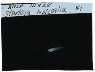 To NMNH Extant Collection (Starksia lepicoelia RAD111202-002)