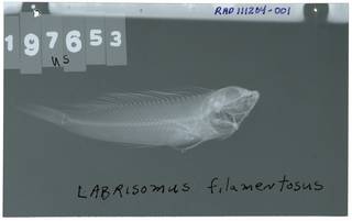 To NMNH Extant Collection (Labrisomus filamentosus RAD111204-001)