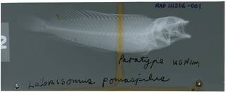 To NMNH Extant Collection (Labrisomus pomaspilus RAD111206-001)