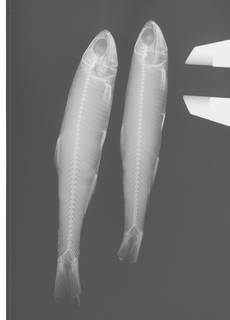 To NMNH Extant Collection (Anchoviella brevirostris USNM 227043 radiograph)