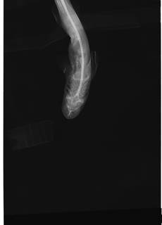 To NMNH Extant Collection (Cirrhoscyllium formosanum USNM 401034 radiograph dorsal view)