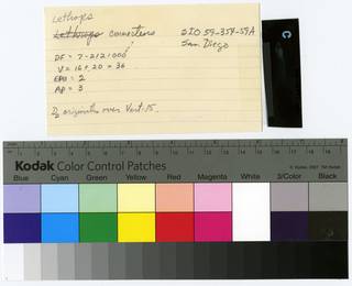 To NMNH Extant Collection (Lethops connectens RAD108497-001B)