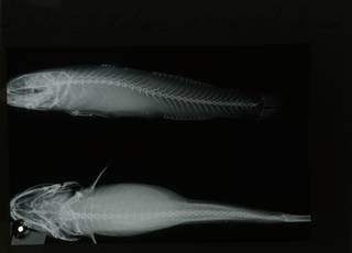 To NMNH Extant Collection (Gillichthys mirabilis RAD108510-001)