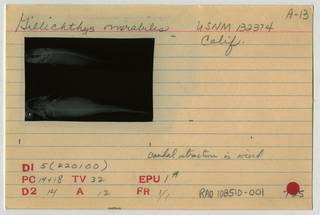 To NMNH Extant Collection (Gillichthys mirabilis RAD108510-001B)
