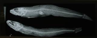 To NMNH Extant Collection (Lepidogobius lepidus RAD108511-001)