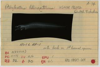 To NMNH Extant Collection (Ptereleotris heteropterus RAD108517-001B)
