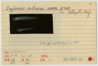 To NMNH Extant Collection (Ptereleotris calliura RAD108519-001B)